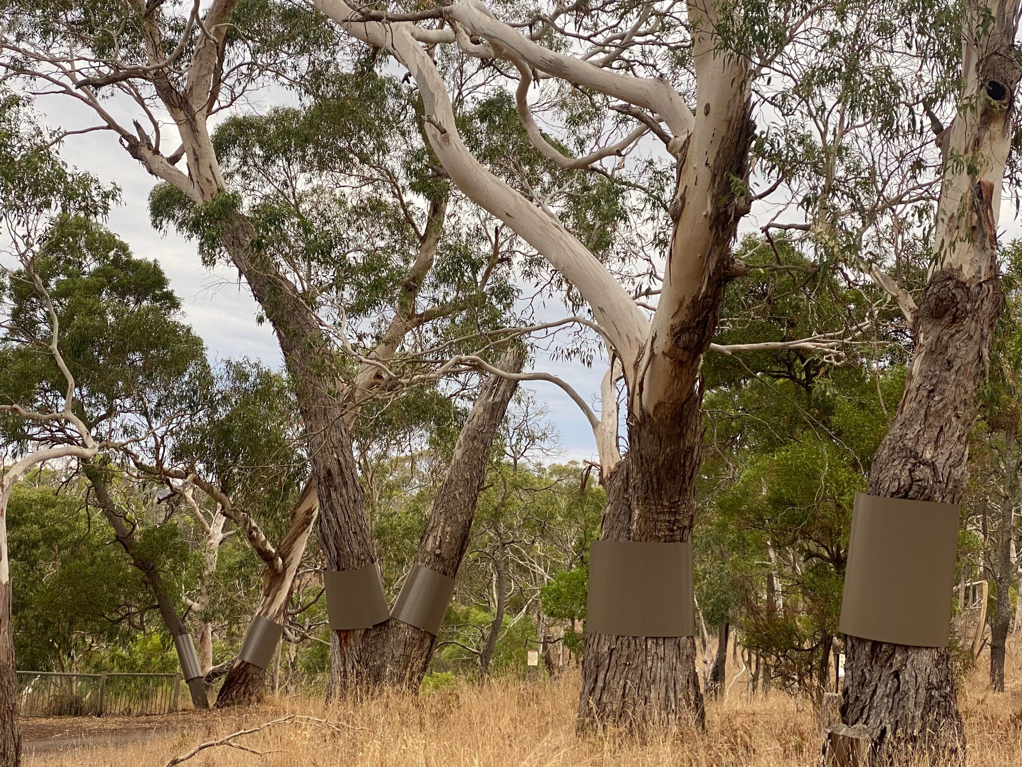Now, Labor are Killing Koalas! The picture below, taken by Jess Robertson, Koala Alliance shows covered up feed and shelter trees at a camping ground in Budj Bim Park.